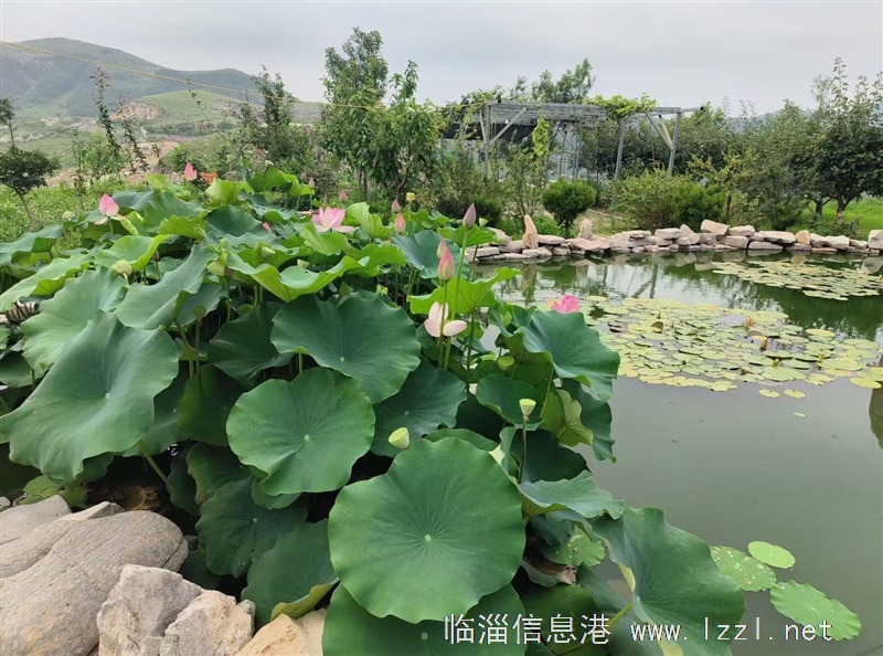 轉讓:山間農莊,尋求有緣人