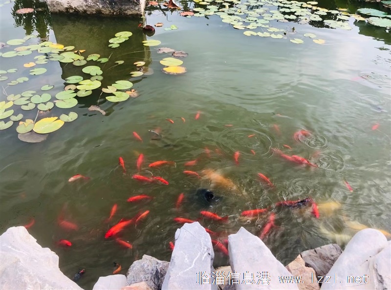 轉讓:山間農莊,尋求有緣人