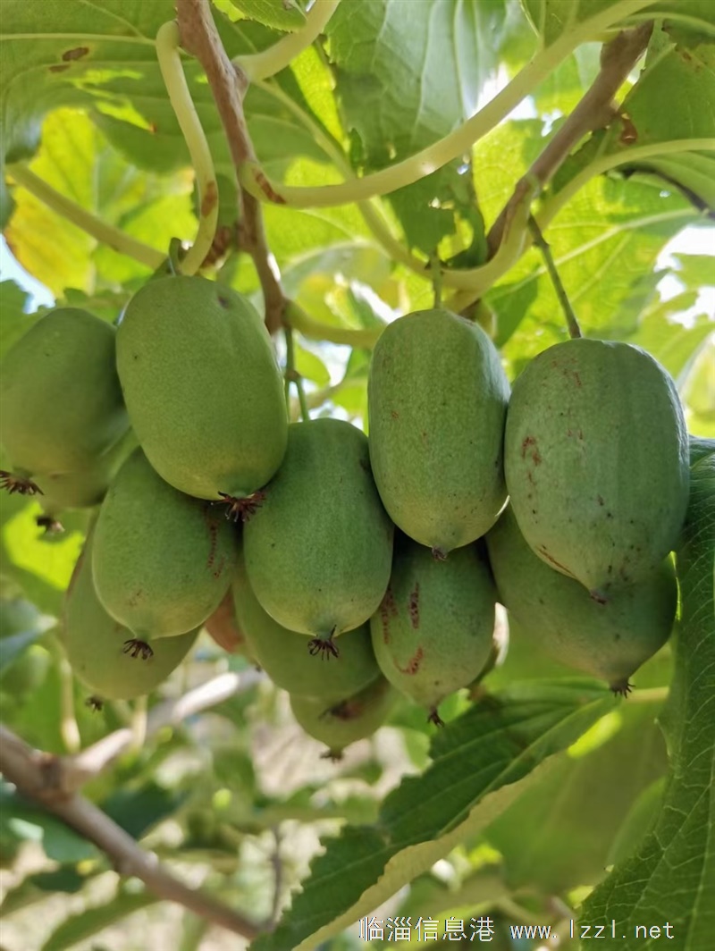 轉讓:山間農莊,尋求有緣人