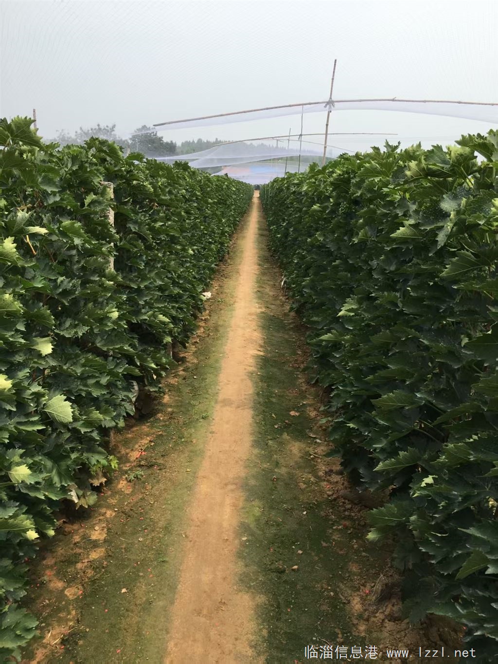 馬蓮臺風景區葡萄園對外出租